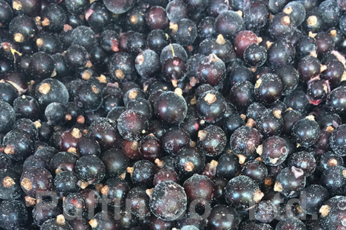 Blackcurrant